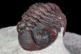 Red Barrandeops Trilobite - Hmar Laghdad, Morocco #108206-3